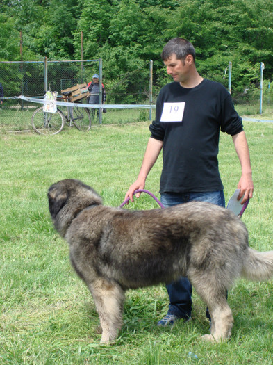 Milcov de Mindilica  craiova 2008 7