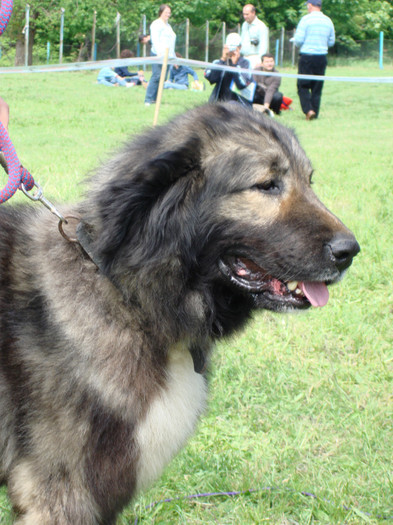 Milcov de Mindilica  craiova 2008