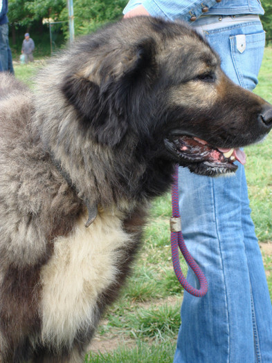 Milcov de Mindilica  craiova 2008 crc