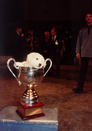 Bucuresti cupa si pui 1998