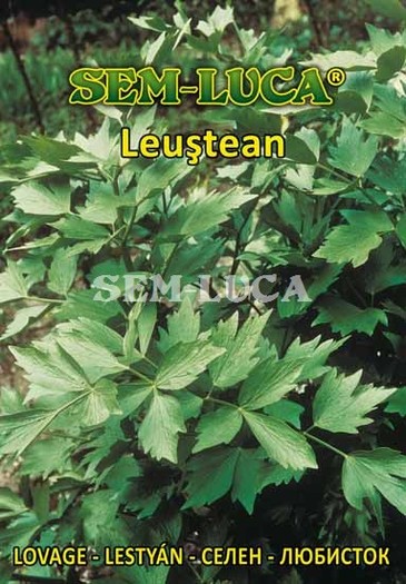 Leustean - plante aromatice