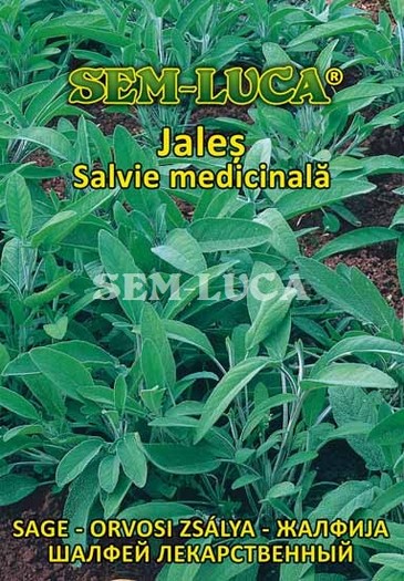 Salvie - plante aromatice