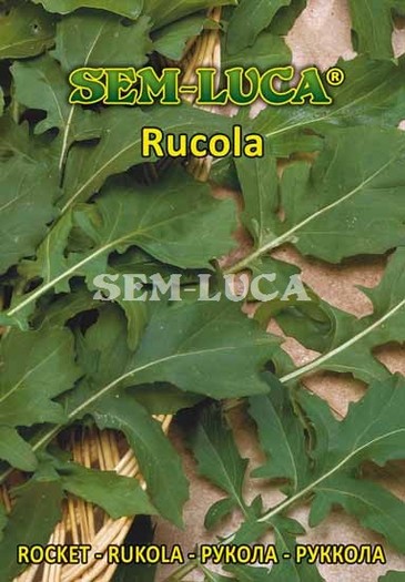 Rucola - plante aromatice