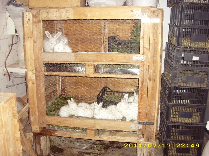 cusca iepuri cu 2 nivele - Ferma din Cosbuc-arhiva