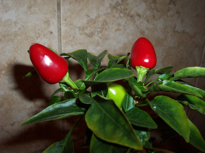 Samba Red - Ardei iuti chili