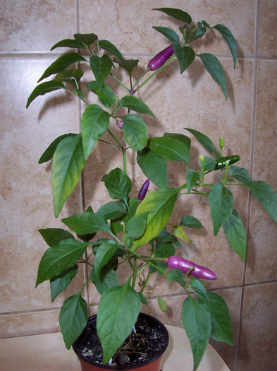 Purple - Ardei iuti chili