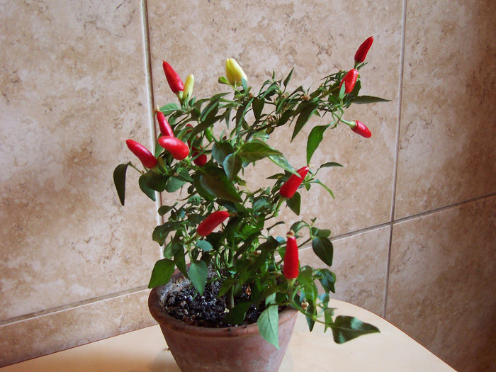 Decorative - Ardei iuti chili