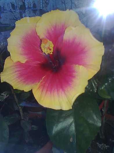 Imagine1570 - HIBISCUS-2012