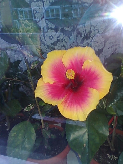 Imagine1571 - HIBISCUS-2012