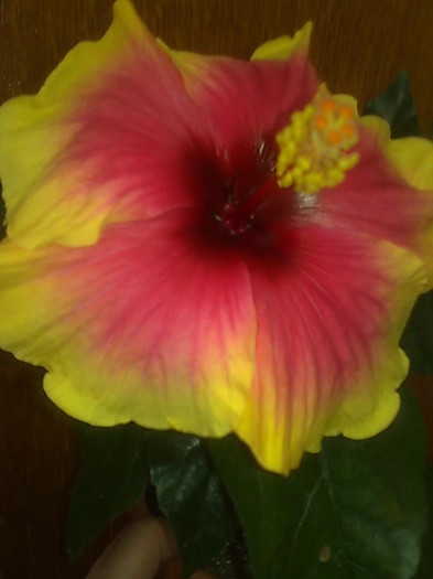 Imagine1572 - HIBISCUS-2012