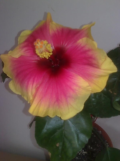 Imagine1574 - HIBISCUS-2012