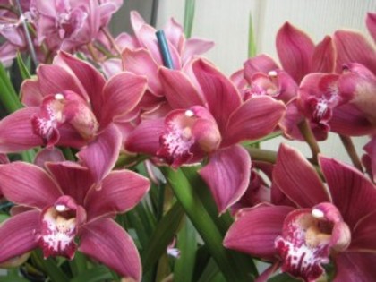 imagini-cu-flori-orchid-300x225 - flori frumoase