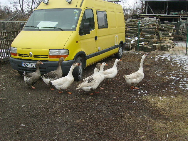 Gaste Carne; Gaste Touluse si Pomerania cu metisi.
