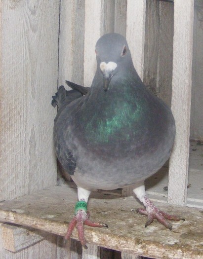 norma vit 2012 - Porumbei de zbor 2012