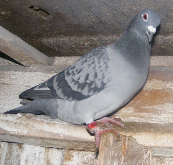 norma vit 2012 - Porumbei de zbor 2012