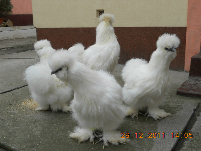 4 - gaini Matase japoneza