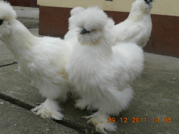 5 - gaini Matase japoneza