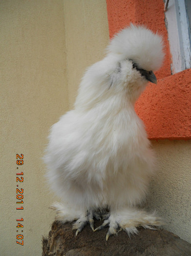 7 - gaini Matase japoneza