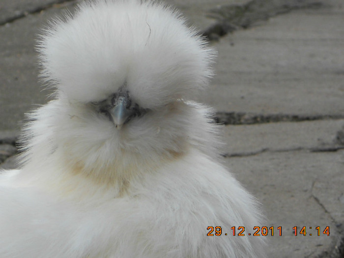 10 - gaini Matase japoneza