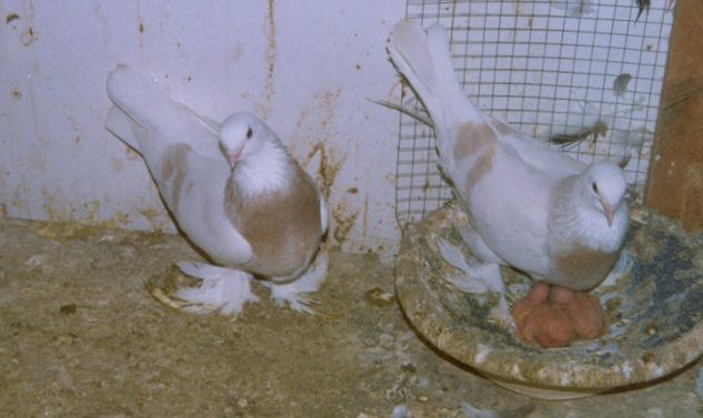 Syrian Coop Tumbler Pigeon 8 - Rase deosebite