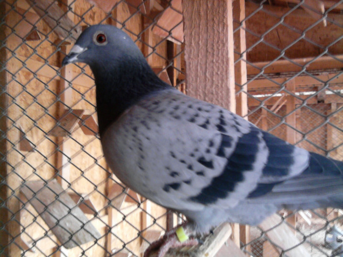 fiu din austriaca 346