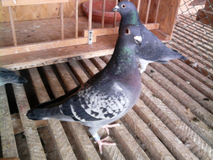 tot fiu din Sarpe zb Nikolaev