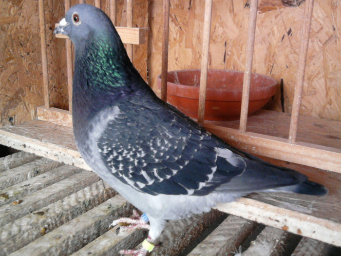 fiu din v.Wanroy(Ben Hendriks&J.deWijs)