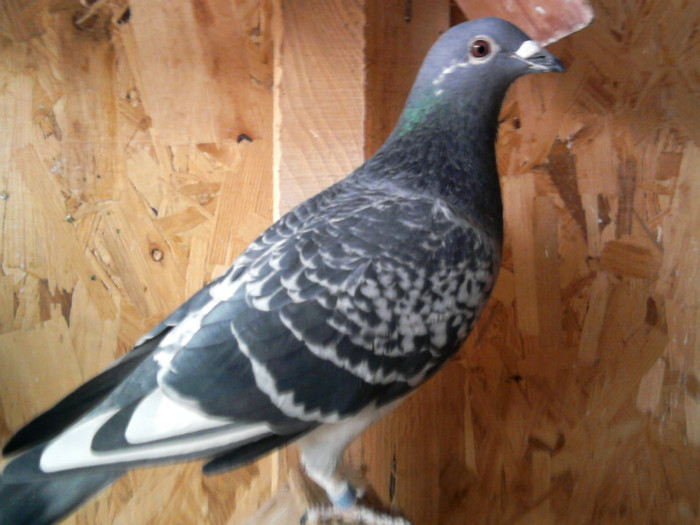 Bibi Stefanescu org.Wim. Muller 741(833&883)