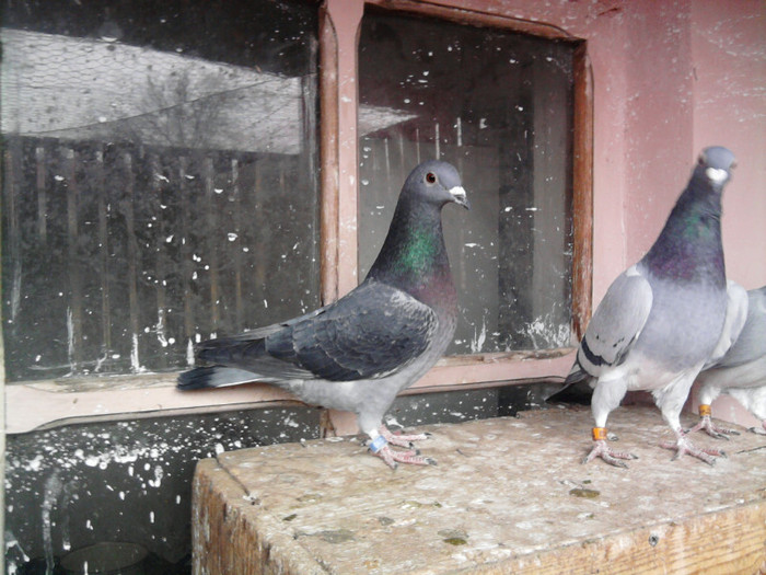 010 guta fica din525 tigratul prof.Vasiliu si 225 B.F