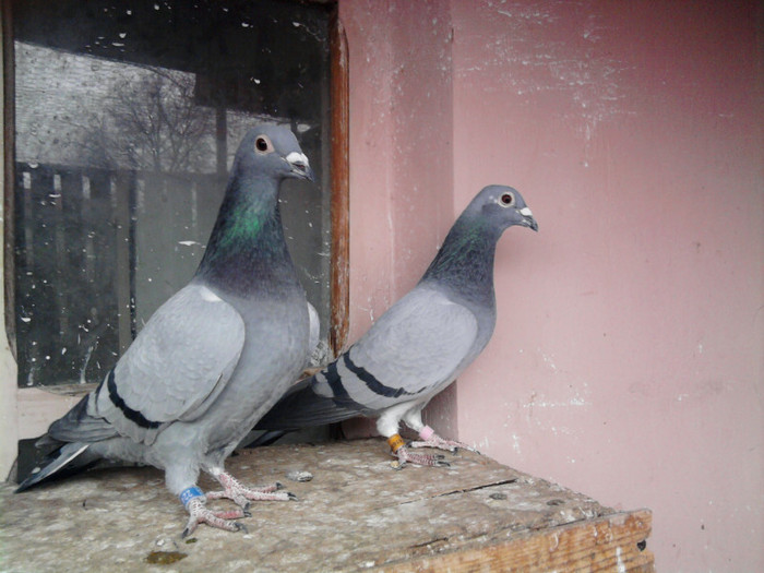 748 fica din (austriaca-'200') & 500 Tarcomnicu