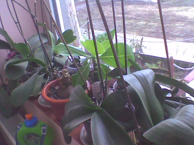 ianuarie 07.01.2012 - Orhidee 2011