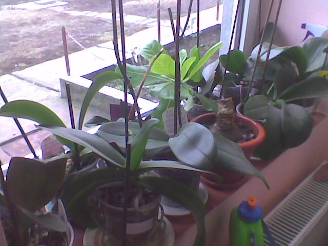 ff harnicute vor inflori toate!