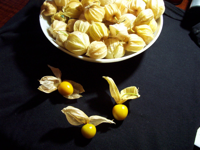 physalis fructe - Cirese de pamant -Physalis Peruviana