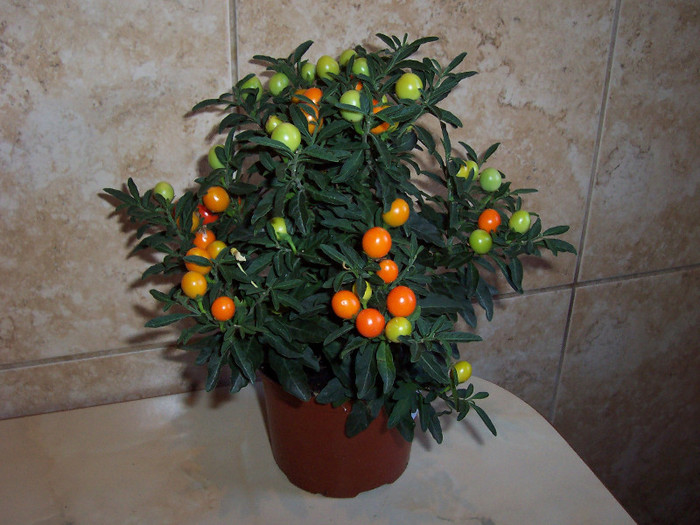 Solanum Capsicastrum_1