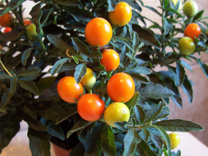 Solanum Capsicastrum_2 - Solanum Capsicastrum