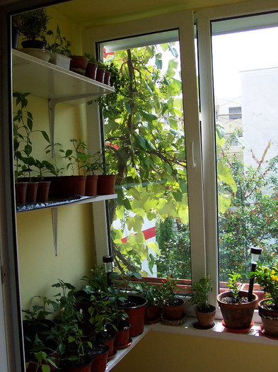 balcony - My Balcony garden