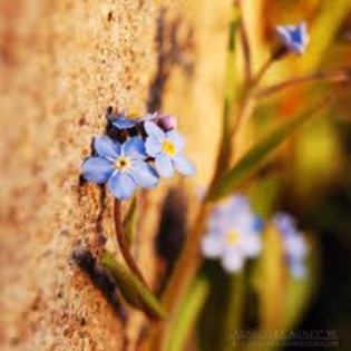 images (41)