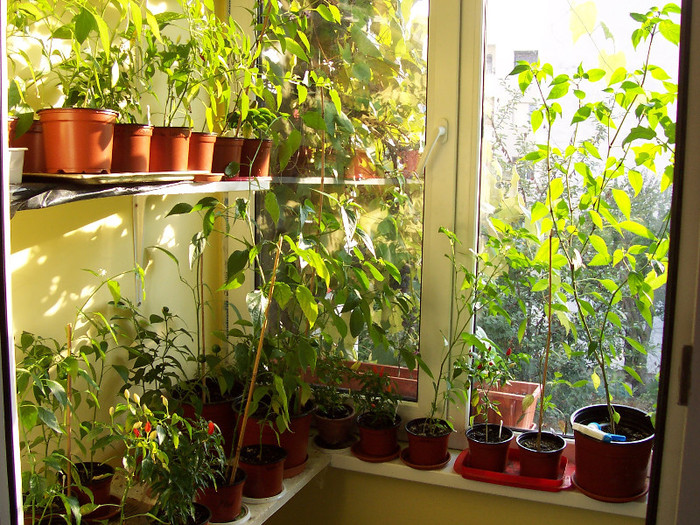 balcony 3 - My Balcony garden