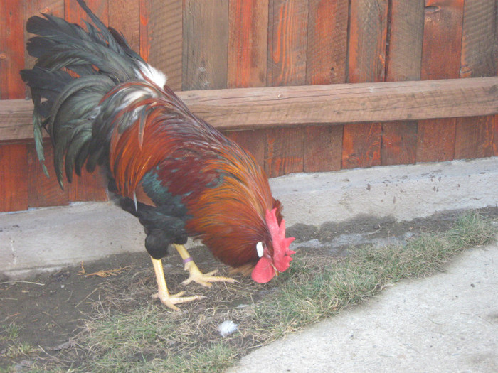 italian germania 2011