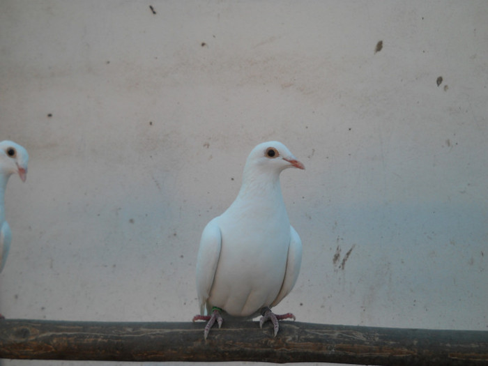 005 - Porumbei voiajori 2014