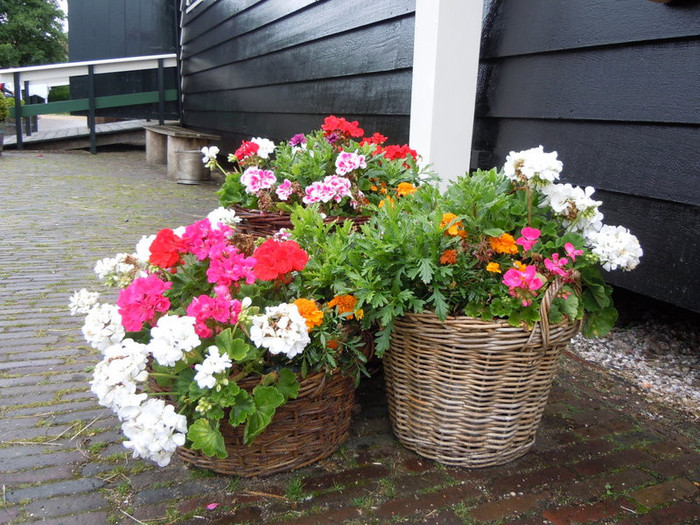 DSCN0778 - Zaanse Schans - Olanda