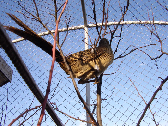 STA41057 - 2 Fazani 2012