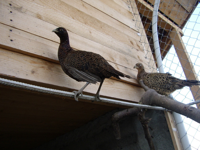 STA41058 - 2 Fazani 2012