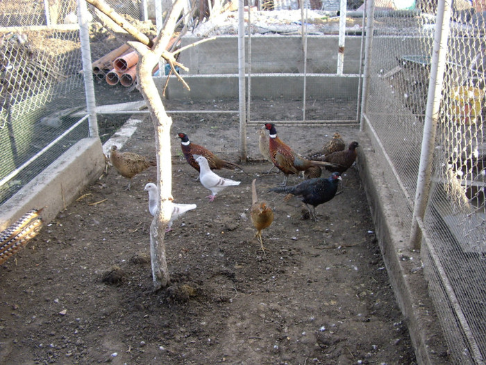 STA41066 - 2 Fazani 2012