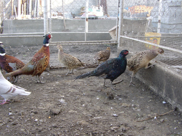 STA41070 - 2 Fazani 2012