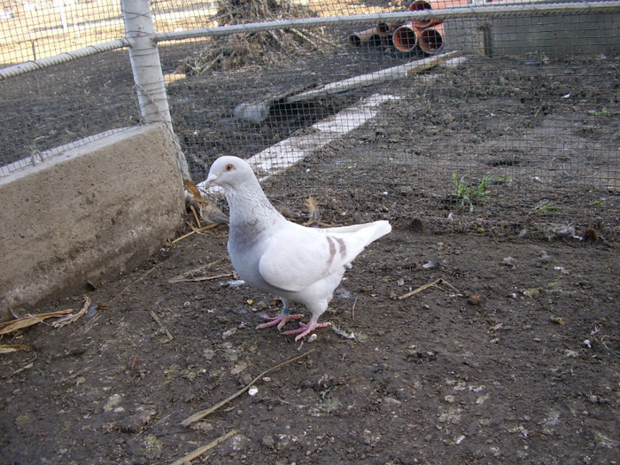 STA41080 - 2 Fazani 2012