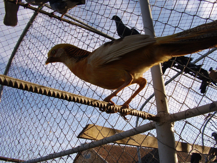 STA41081 - 2 Fazani 2012