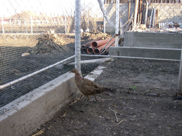 STA41033 - 2 Fazani 2012