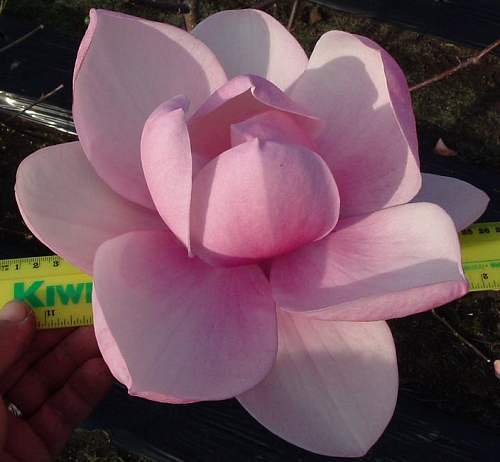 Magnolia Brixtone Belle; o floare mare de 26 cm.infloreste primavara si vara
