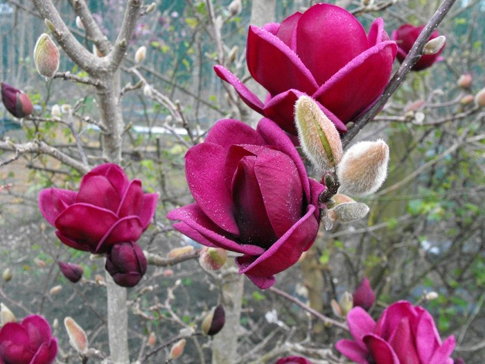 Magnolia Genie; o magnolie geniala,isi deschide floarea si la -5 grade!infloreste de 2 ori pe an! de la www.lunaplan
